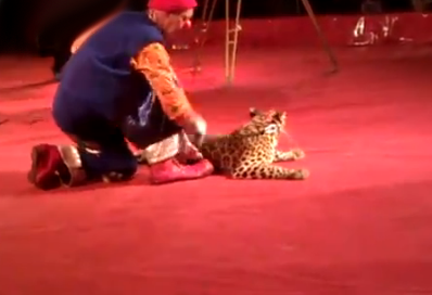 Un leopardo ataca a una niña del público en una actuación de circo