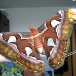 Attacus Atlas, la mariposa más grande del mundo