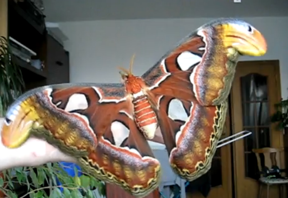 Attacus Atlas, la mariposa más grande del mundo