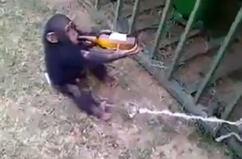 Esta es la reacción de un mono cuando le quitan una botella de cerveza de la que bebía