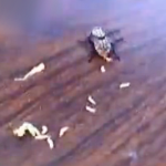 El nacimiento y la muerte de una mosca