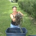 Una mujer atrapa 23 serpientes sin ningún tipo de protección
