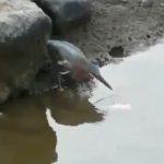 Un pájaro que se las ingenia muy bien para pescar con poco esfuerzo