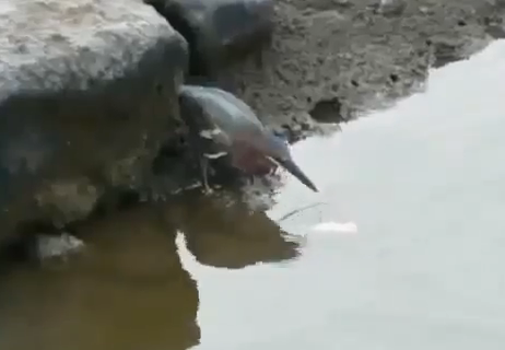 Un pájaro que se las ingenia muy bien para pescar con poco esfuerzo