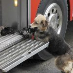 Un pastor alemán salva a sus cachorros de un edificio en llamas