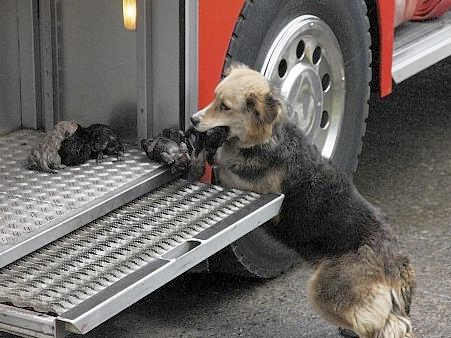 Un pastor alemán salva a sus cachorros de un edificio en llamas