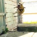 Impresionante perro haciendo parkour