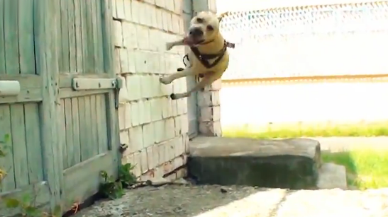 Impresionante perro haciendo parkour