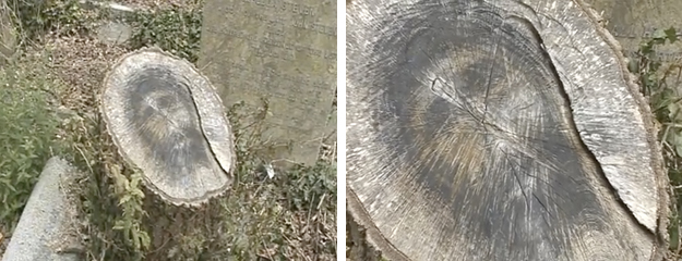 El rostro de Jesucristo aparece en un tronco del cementerio de Belfast