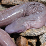 Un serpiente con forma de pene