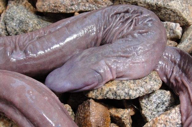 Un serpiente con forma de pene