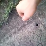 Ruso cazando una tarántula