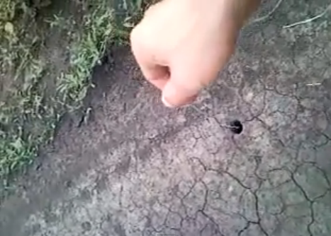 Ruso cazando una tarántula