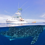 Impresionantes imágenes de un tiburón ballena en la costa de Cancún