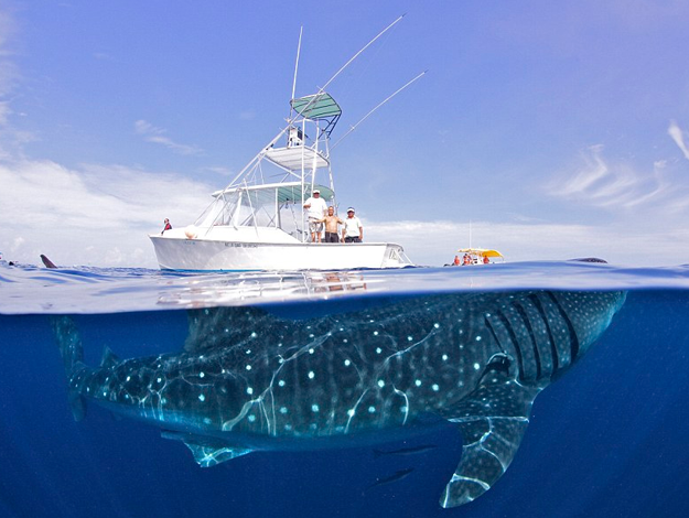 Impresionantes imágenes de un tiburón ballena en la costa de Cancún