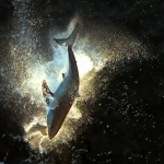 El ataque de un tiburón blanco visto desde arriba