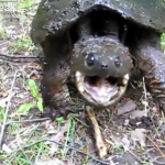 El cámara se salva del mordisco de una tortuga