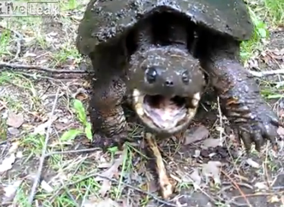El cámara se salva del mordisco de una tortuga