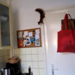 Una ardilla atrapada en la cocina consigue escaparse volando