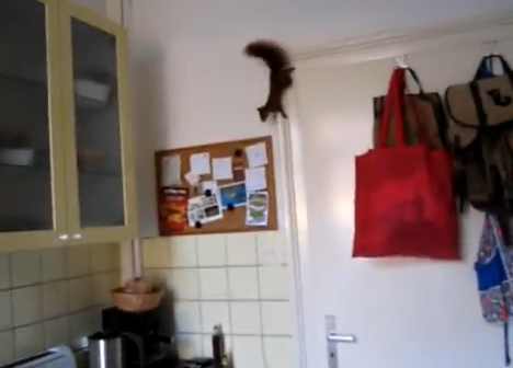 Una ardilla atrapada en la cocina consigue escaparse volando