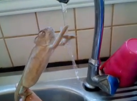 ¿Puede un camaleón lavarse las manos en un grifo?
