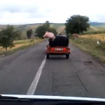 Un cerdo se escapa de una camioneta en marcha en Rumanía