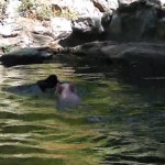 Un cerdo rescata a una cabra atrapada en el agua