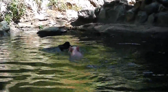 Un cerdo rescata a una cabra atrapada en el agua