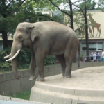 Un elefante le gasta una pequeña broma a un visitante