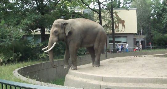 Un elefante le gasta una pequeña broma a un visitante