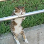 Un gato se intenta relajar apoyado en la barandilla como lo haría un humano