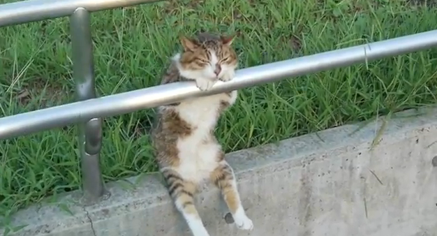 Un gato se intenta relajar apoyado en la barandilla como lo haría un humano