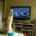 Una gata intenta atrapar a los pájaros que salen en la televisión