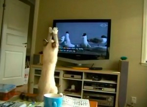 Una gata intenta atrapar a los pájaros que salen en la televisión