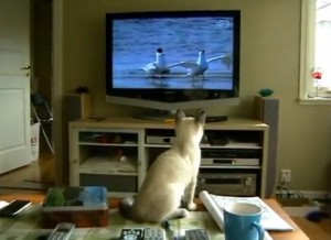 La gatita Elsa intenta atrapar a los pájaros que ve en la televisión