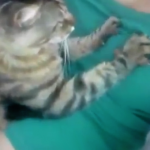 Un gato amasando la teta de su dueña