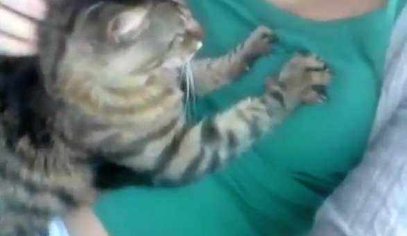 Un gato amasando la teta de su dueña