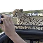 Cara a cara con un guepardo en Kenia