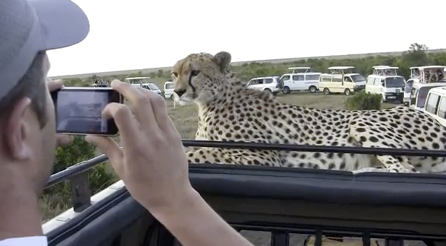 Cara a cara con un guepardo en Kenia