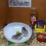 Dos hamsters y una rueda