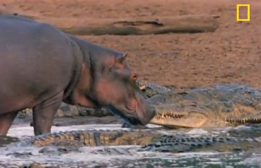 National Geographic graba como un hipopótamo se acerca a los cocodrilos para lamerlos y darles caricias