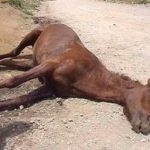 Detienen a un hombre en El Ejido por matar un caballo introduciéndole un palo de 70 centímetros por el ano