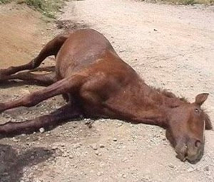 Detienen a un hombre en El Ejido por matar un caballo introduciéndole un palo de 70 centímetros por el ano