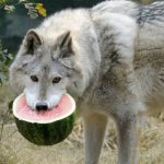 A los lobos también les gusta la sandía