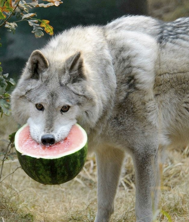 A los lobos también les gusta la sandía