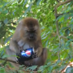 Un mono le roba la Pepsi a unos turistas