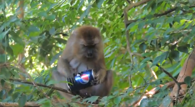 Un mono le roba la Pepsi a unos turistas