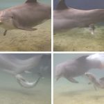 Impresionante vídeo del nacimiento de un delfín
