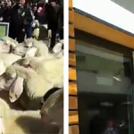 Un rebaño de ovejas invade una tienda de Intersport en Austria