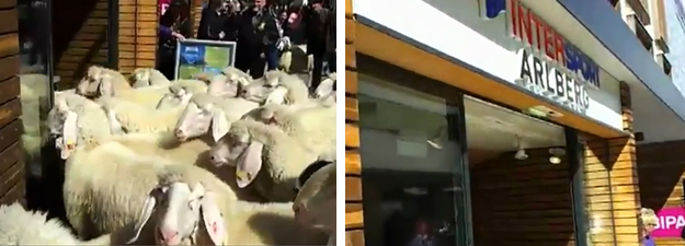 Un rebaño de ovejas invade una tienda de Intersport en Austria
